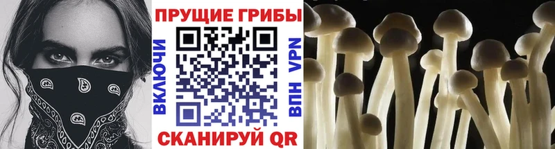 Купить закладки  Далматово  Галлюциногенные грибы Psilocybe 